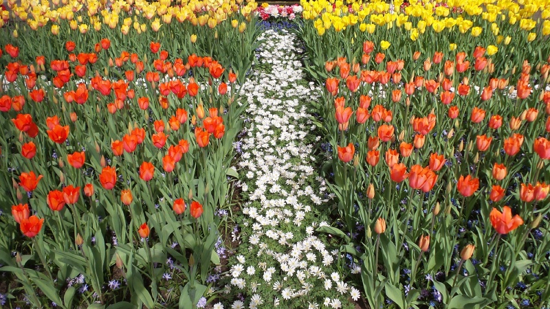 2014-04-17 Holland Tulips 49.jpg